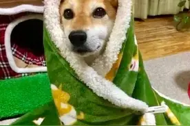 狗狗发抖是怎么回事？其实它在向你“求救”图片