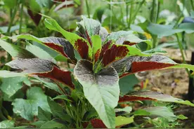 农村的田间地头上最常见又能吃的六种野菜，你认识几种？图片