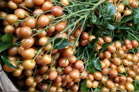 晒黄皮干，直接晒还是焯水晒？都不对，教你正确做法，酸甜有嚼劲图片