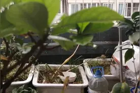 我家养了几只宠物麻雀，它们的胆子真小，从不敢当着我的面吃食物图片