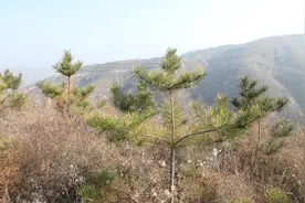 问政林草·聚焦“两会”|石光银： 加大对退耕还林的支持力度图片