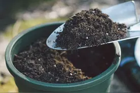 买的营养土不一定适合你，自己配土，自己找点材料，养啥旺啥图片