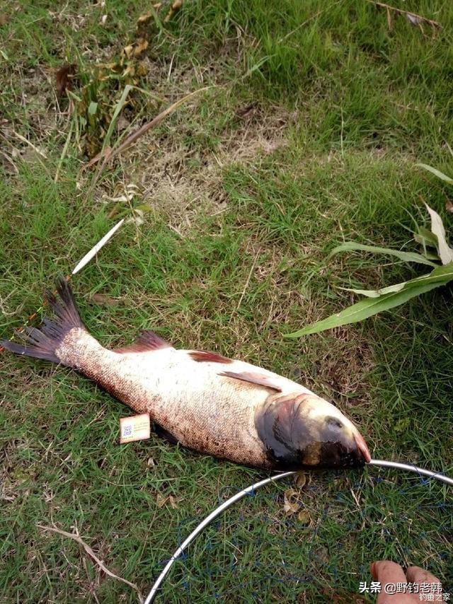 快来学学这种特殊钓法,拉倒手软