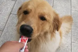 母亲趁我外出打工，将我养的金毛，卖给了狗贩子图片