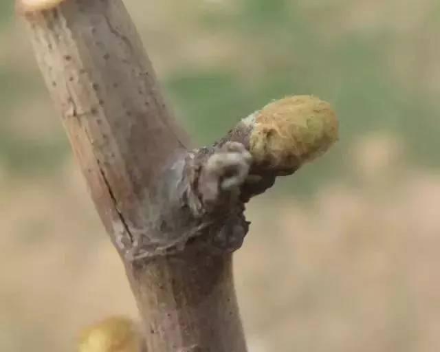 葡萄伤流，像是葡萄在“流泪”，让人心疼！这样做，完全可以避免