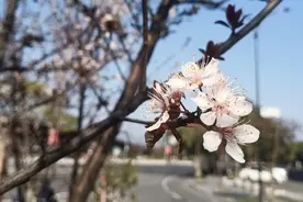 余杭小百花越剧《花烛泪》完成全剧录制图片