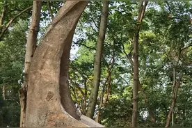 扬州人你玩过这个长颈鹿滑梯？图片