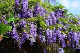 这4种“爬墙花”，颜色鲜艳大方，一开就成花海，家有庭院值得养图片