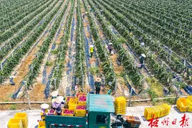 农村居民人均可支配收入增长15.3%！梧州市农业增效带动农民增收图片