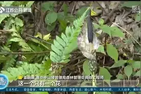 植物魔芋开花 全株有毒请勿采摘！和吃的魔芋是两码事图片