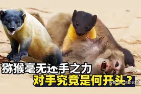 灵长类猴子遇上“克星”，毫无还手之力，对方究竟是何来头？图片