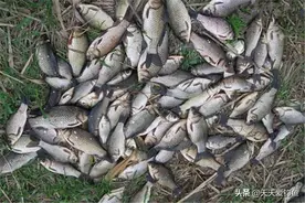 钓鱼之“核心难题”：鱼是怎么进窝的？又是怎么被钓到的？图片