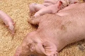 为了猪场效益：这7种母猪一定要淘汰！养猪人快收藏图片