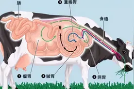 在牛身上打孔开口，看起来很残忍，为什么还要推广？图片