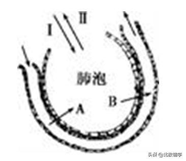 「中考·生物」冲刺中考，初中生物100道高频易错题！附答案~