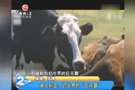 澳大利亚：奶牛界的“巨无霸”