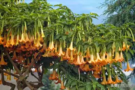 每日一花（曼陀罗花）图片