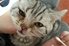 爱宠养成手册：家养猫咪常见病大全+治疗方案，为主子一键收藏图片