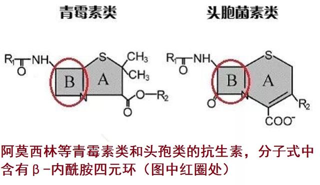 舌尖上的安全（8）——解读牛奶中的β-内酰胺酶