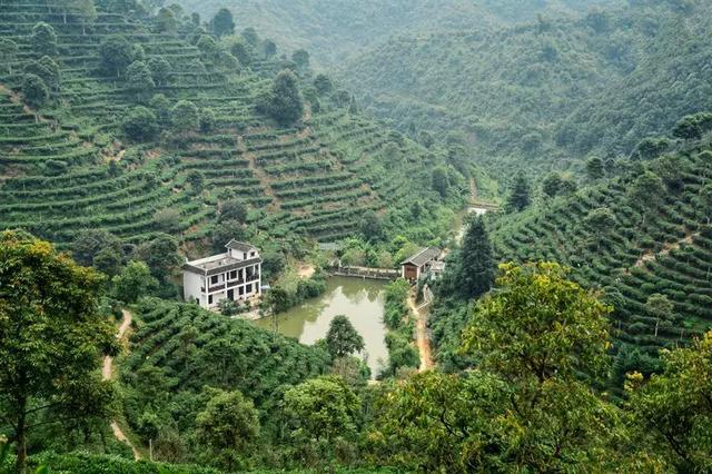 六堡茶丨可以喝的古董：一半是茶，一半是药