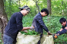 提前采摘消费者却不担心，120元一斤贵还忍不住吃，双方都无奈图片