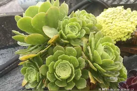 又到了给多肉换盆的季节，让我来告诉你绿羊绒换盆如何选盆和配土图片