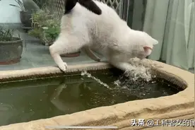 观复博物馆：一只有土耳其梵猫血统的猫图片