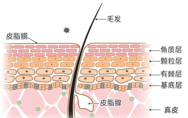 骞寸粓鐩樼偣锛?4娆剧敺澹帶娌逛繚婀夸釜鎶ゅソ鐗╋紝鐢ㄨ繃鎵嶆帹鑽愮郴鍒? onerror=