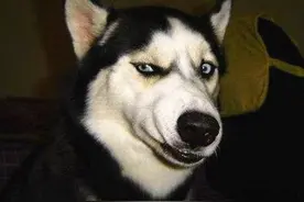 不适合农村养的“5大狗狗”，拉布拉多：我居然在榜上图片