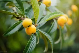 枇杷，一种因陌生和误解，而被迫“低调、不争”的水果图片