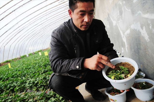 草莓管理口诀记心间，获得高产不再难