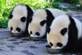 这，就是雅安！图片