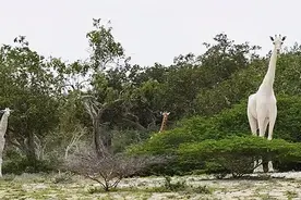 世界野生动植物日，来看看地球上仅剩一只（株）的动植物图片