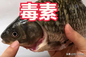 鱼身4个部位毒素最多，不要随便吃，多亏卖鱼老板提醒，长记性了图片