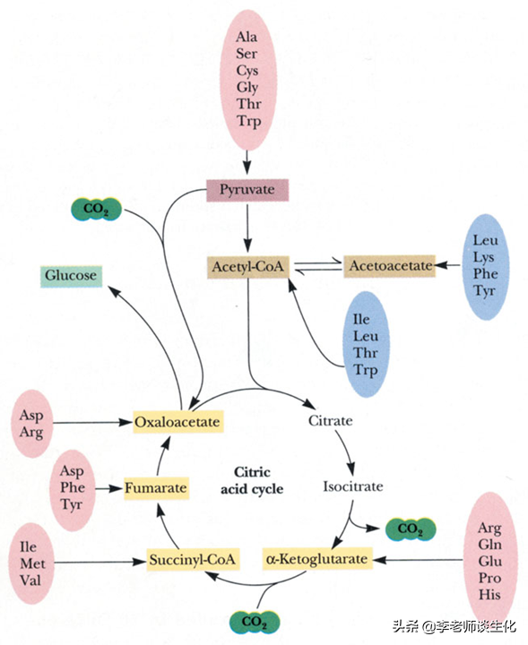 氨基酸的碳架氧化（一）
