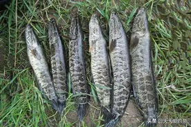 不会钓黑鱼？试试民间的这种手竿钓法，秋季钓黑鱼，一钓一个准图片