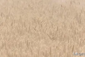 潼关：“关中第一镰”开镰了图片