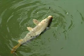 夏季野钓，剩余饵料不要扔，它可是能变成钓大鲤鱼的绝佳窝料图片