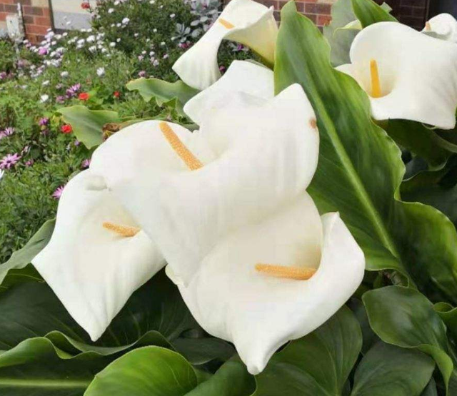 康乃馨花图片大全大图 鲜花,康乃馨美图 充满爱与魅力的母亲之花 - 趣