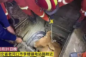 小黄牛不慎坠井，消防硬核拉牛图片