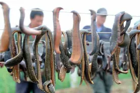 水蛭在澳洲泛滥成灾！为何我国称它为“软黄金”，价格居高不下？图片