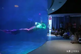 海洋馆最油腻“美人鱼”走红，是一名胖小伙，体重超过165斤图片