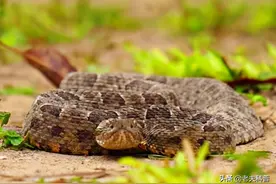 短尾蝮：懒惰的“土蛇”，长相平平无奇，却是致命的“死亡杀手”图片