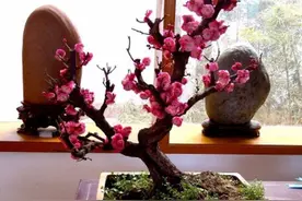 如果你喜欢养“梅花”，修剪要选对时间，剪错就会导致不开花图片