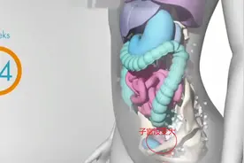 怀胎十月，胎儿把妈妈的内脏挤哪去了？十张过程图带你了解图片