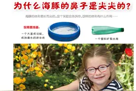 奇怪的知识增加了，为什么海豚的鼻子是尖尖的图片