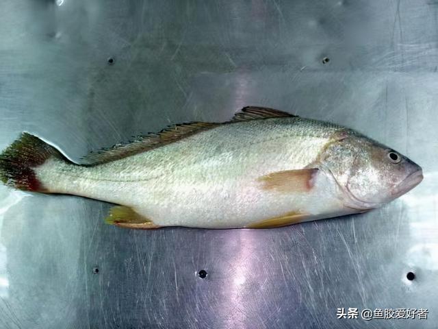 白花胶哪里产的最好 白花胶哪里产的最好功效都一样吗
