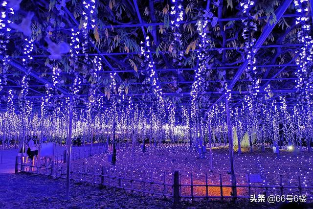 鬼灭之刃动画场景还原，日本公园展出奇迹的紫藤花
