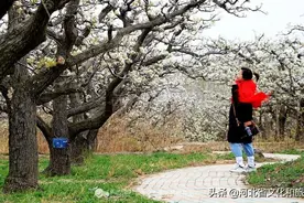 清明时节，梨花开。图片