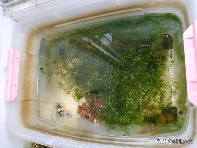 辟谣：水草不能代替硝化细菌处理鱼缸氨氮？其实水草除氨效果更好